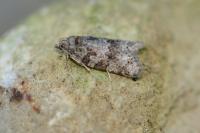 Cnephasia