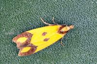 Agapeta zoegana