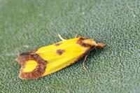 Agapeta zoegana