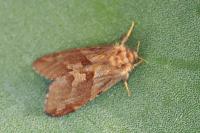 Phymatopus hecta