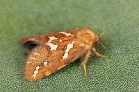 Phymatopus hecta