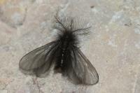 Ptilocephala plumifera