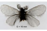 Ptilocephala plumifera