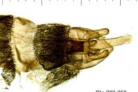 Ptilocephala plumifera