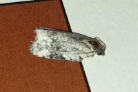 Celypha woodiana