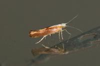 Argyresthia albistria