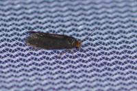 Cephimallota crassiflavella