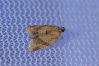 Clepsis consimilana