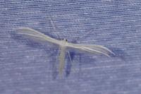 Pterophorus pentadactylus