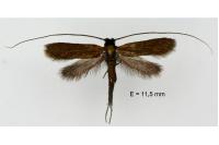 Cauchas rufimitrella
