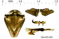 Cauchas rufimitrella