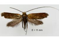 Cauchas rufimitrella