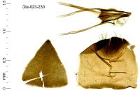 Cauchas rufimitrella