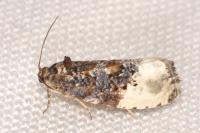 Hedya nubiferana