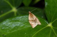 Clepsis rurinana