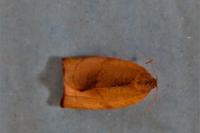 Cacoecimorpha pronubana