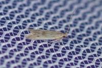 Monochroa suffusella