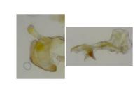 Coleophora anatipennella