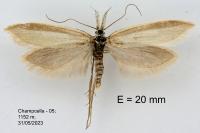 Pleurota pungitiella