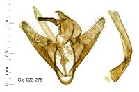 Pleurota pungitiella