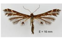 Oxyptilus parvidactylus