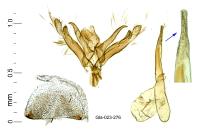 Oxyptilus parvidactylus