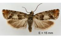 Epinotia rubiginosana