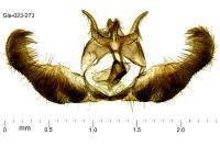 Epinotia rubiginosana