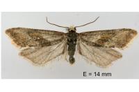 Falseuncaria ruficiliana