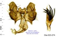 Falseuncaria ruficiliana