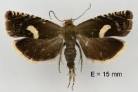 Grapholita orobana