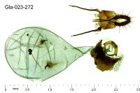 Grapholita orobana