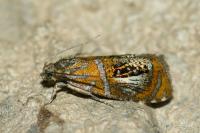 Olethreutes arcuella