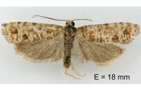 Rhyacionia miniatana