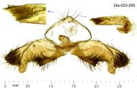 Rhyacionia miniatana