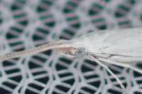 Coleophora anatipennella