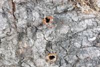 Cossus cossus