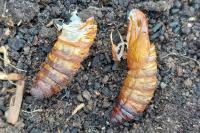Cossus cossus