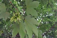 Cossus cossus