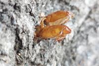 Cossus cossus
