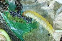 Ancylis tineana