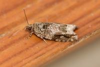 Epinotia signatana