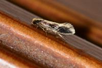 Monopis obviella