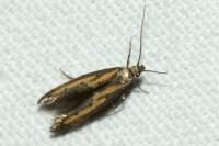 Ochromolopis ictella