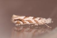 Phyllonorycter comparella