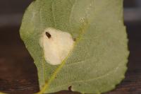 Phyllonorycter comparella