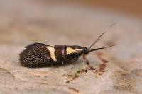 Dasycera oliviella
