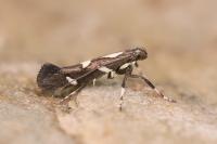 Calybites phasianipennella