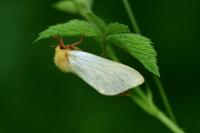 Hepialus humuli