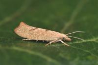 Ypsolopha alpella